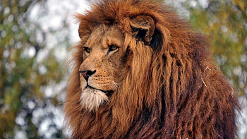 Animals, Old, Lion, Sight, Opinion, Mane, Wisdom HD wallpaper