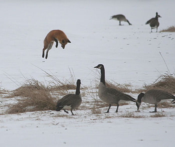 Fantastic fox, animals, fantastic, nature, wild, fox, geese HD wallpaper
