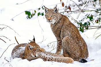 Animals, Snow, Predators, Iris, Couple, Pair HD wallpaper