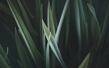 Nature, Leaves, Plant HD wallpaper