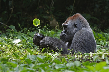 Taking a Bath, leaves, ape, cute, gorilla, nature, water HD wallpaper