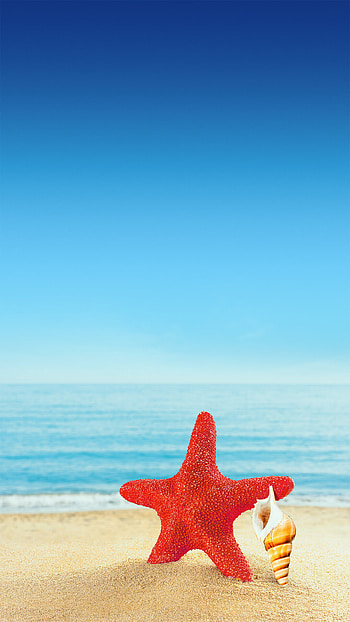 Starfish, Starfish , Marine life, Digital artwork HD phone wallpaper