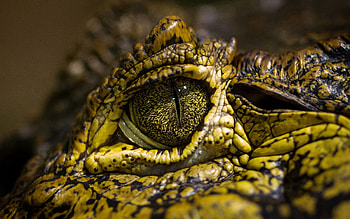 Animals, Eyes, Stains, Spots, Crocodile HD wallpaper
