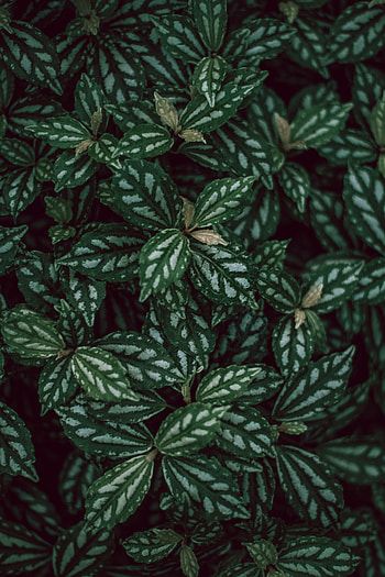 Plants, Leaves, Macro HD phone wallpaper