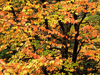 Orange forest, season, autumn, orange, forest, tree HD wallpaper