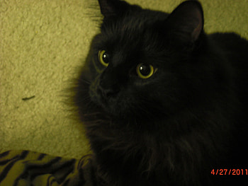My Black Cat, cats, black, detail, animals HD wallpaper