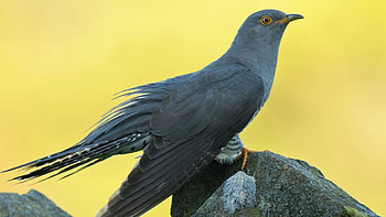 Graphic cuckoo , Artistic avian, Nature-inspired, Aesthetic delight HD wallpaper