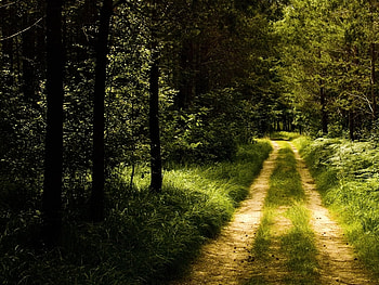 Landscape, Trees HD wallpaper