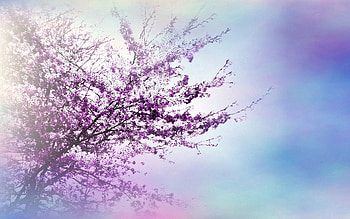 Nature, Flowers, Wood, Tree, Branches, Glow, Spring HD wallpaper