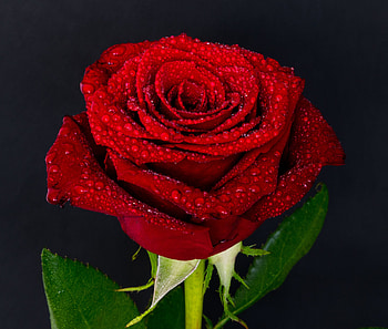 Flowers, Drops, Rose Flower, Rose, Bud HD wallpaper