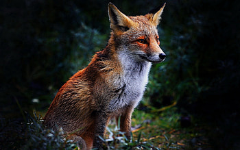 Animals, Grass, Fox, Sit, Beautiful HD wallpaper