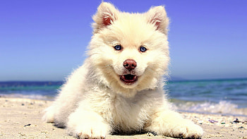 Samoyed, Puppies HD wallpaper