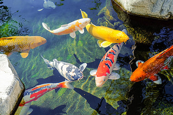 Pond, Koi HD wallpaper