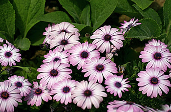 Flowers, Greens, Flower Bed, Flowerbed, Dimorfoteka, Dimorphotheque HD wallpaper