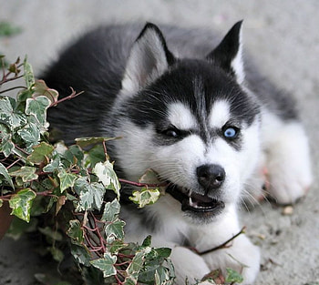 Siberian Husky, dog, animal, plants, graphy, dogs, cute, puppies, furry, animals, adorable, fuzzy, eyes, puppy, plant, lovable, funny, canines, canine, lovely HD wallpaper