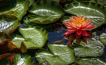 Resting on the water, resting, flower, water, lake, lotus HD wallpaper