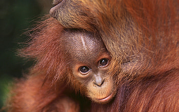 Orangutan, Mammal wonders, backgrounds HD wallpaper