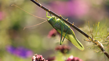 Grasshopper, Ultra HD wallpaper