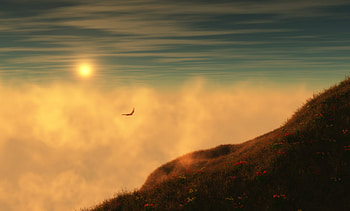 Sky Bird, sky, nature, bird HD wallpaper