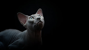 Sphynx Cat, Ultra , Striking , Hairless fascination HD wallpaper