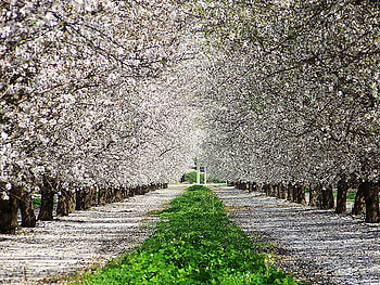 Walk in white, green, trees, white blossoms, grass, walkway HD wallpaper