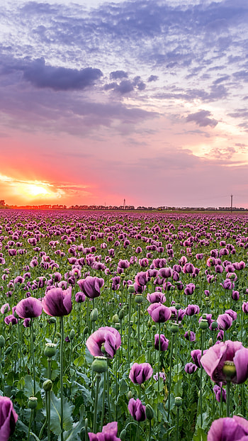 Poppy of Troy, Poppy Flowers HD phone wallpaper