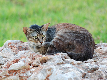 Animals, Stones, Cat, To Lie Down, Lie HD wallpaper