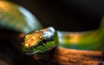 Animals, Eyes, Shadow, Snake, Head HD wallpaper