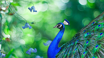 Peacock high definition, Exquisite bird, Beautiful plumage, Nature HD wallpaper