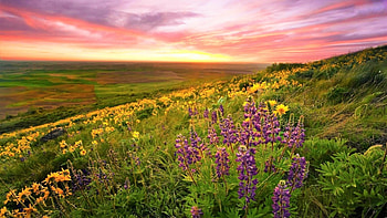 LUPINE FLOWERS, landscape, meadow, nature, flowers, splendor, sunset, evening, mountain HD wallpaper
