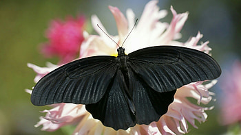 Black Butterfly On White Flowers, animal, wings, white, butterfly, insects, flowers HD wallpaper