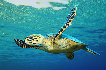 Death trap, Sea turtles, Coast of France, Sea turtle HD wallpaper
