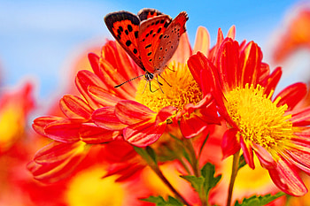 A butterfly and flower, butterfly, flower, red, beautiful, scent, spring, orange HD wallpaper
