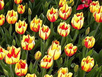 Flowers, Tulips, Bright, Flower Bed, Flowerbed, Variegated, Mottled HD wallpaper