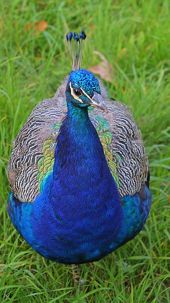 Peacock, Blue Cute Bird HD phone wallpaper