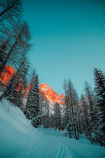 Winter, Nature, Trees, Mountains, Snow, Forest HD phone wallpaper