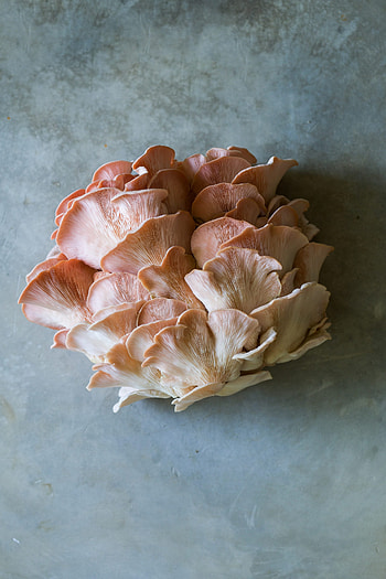 Oyster mushrooms, Indoor cultivation, Easy growing method, Home decor HD phone wallpaper