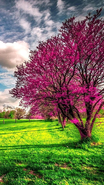 May, Beautiful Nature HD phone wallpaper