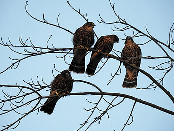 Four Beautiful Hawks, graphy, Beautiful, Coopers Hawks, Tree, Spring, Four, Birds, Sky HD wallpaper