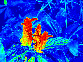 heat map flowers, blue, heatmap, weird, flowers, orange HD wallpaper