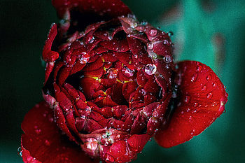 Drops, Flower, Macro, Close-Up HD wallpaper