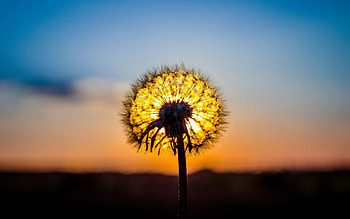 Plants, Sunset, Dandelions HD wallpaper