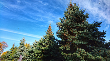 Nature ecosystem, Woody plant, Coniferous forest, Spruce fir HD wallpaper
