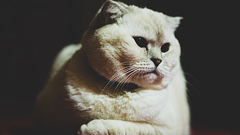Animals, Cat, Muzzle, Pet, Sight, Opinion, Scottish Fold, Scottish Lop-Eared, Dark Eyes HD wallpaper
