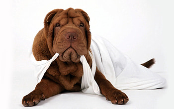 Animals, Dog, Playful, Pleating, Folds, Material, Shar Pei HD wallpaper