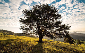 Nature, Grass, Sky, Shine, Light, Wood, Tree, Romania, Kympulung HD wallpaper