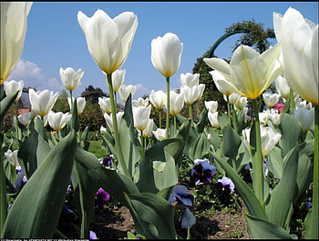 White Tulips - for JACQELINEla, white, garden, colors, nature, flowers, tulips, park HD wallpaper
