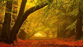Autumn, peaceful, misty, beauty, mist, fog, autumn splendor, foggy, trees, road, pathway, woods, path, fall, landscape, carpet of leaves, beautiful, autumn leaves, tree, leaves, autumn colors, view, nature, leaf, lovely, forest, splendor HD wallpaper