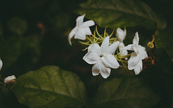 Flowers, Branches, Stem, Stalk HD wallpaper