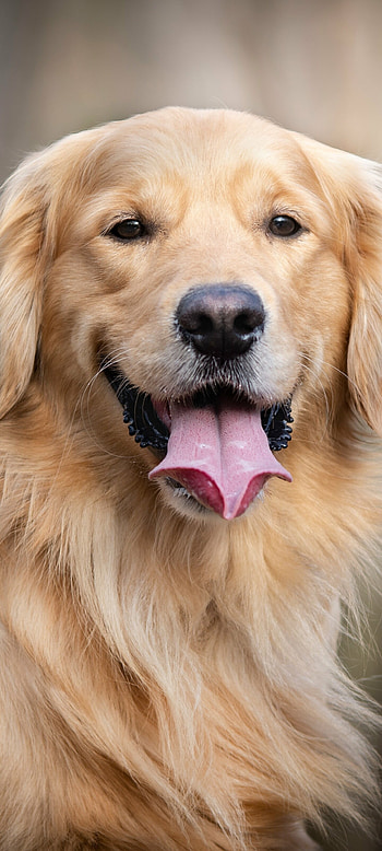 Golden Retriever, Loyal companion, Playful nature, Friendly temperament HD phone wallpaper